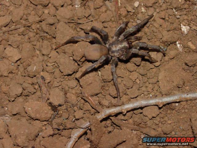 Tarantula on dry, cracked earth with a small stick