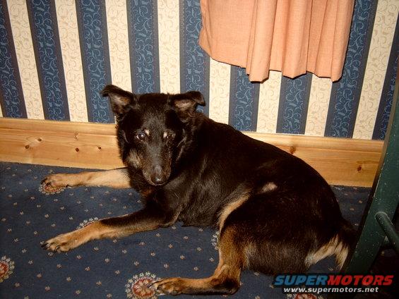 picturepets-020.jpg danny, my old friend