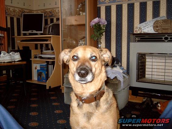 picturepets-018.jpg sophie, another friend