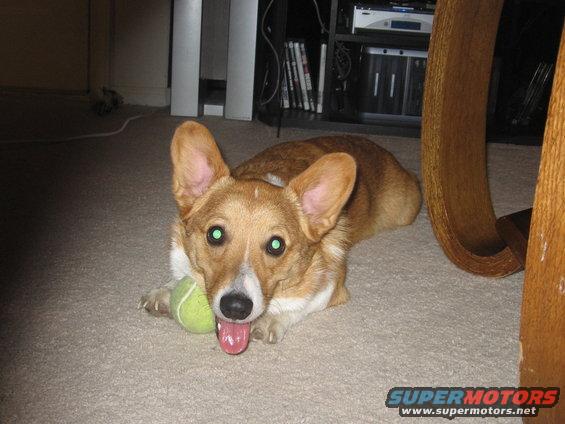 Corgi dog with green eyes and a tennis ball on carpet