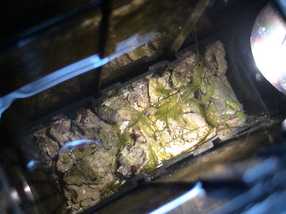 dsc01433.jpg rear fuge