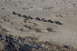 1995 Ford Bronco - A group of Jeeps travels across a dry, arid terrain under a clear sky.