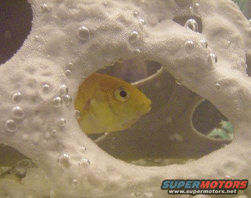 Yellow fish peeking through aquarium decoration with bubbles. SuperMotors.net logo visible