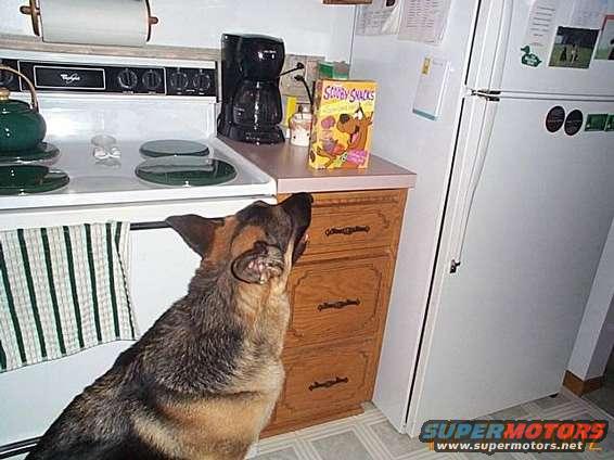German Shepherd dog looking up at Scooby Snacks box in kitchen