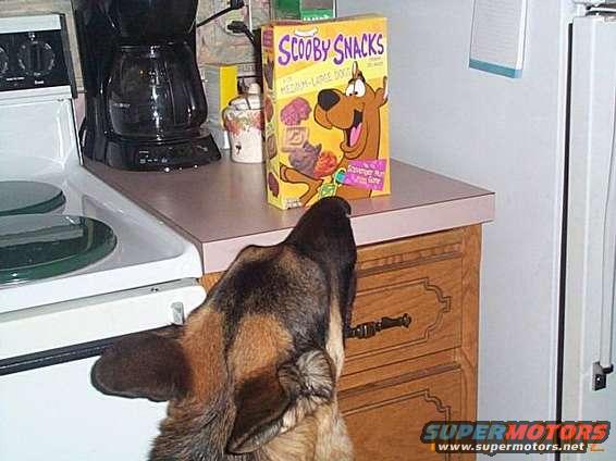 German Shepherd dog looking up at a box of Scooby Snacks cereal on a kitchen counter next to a coffee maker