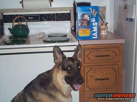 German Shepherd dog in kitchen with Iams dog food box
