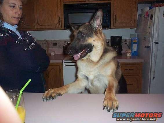 German Shepherd dog with paws on a counter, woman in background