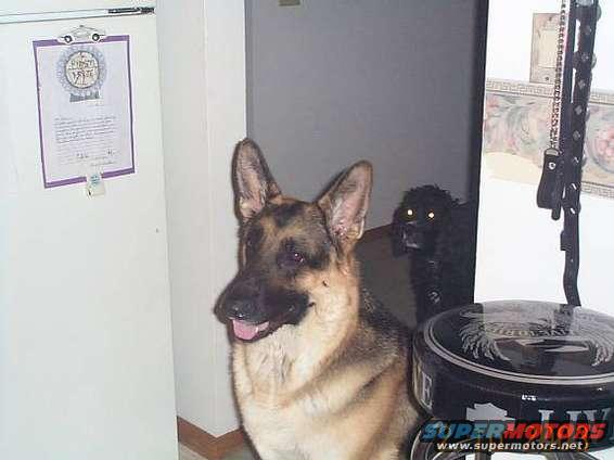 German Shepherd and a black poodle stand near a document on a clipboard