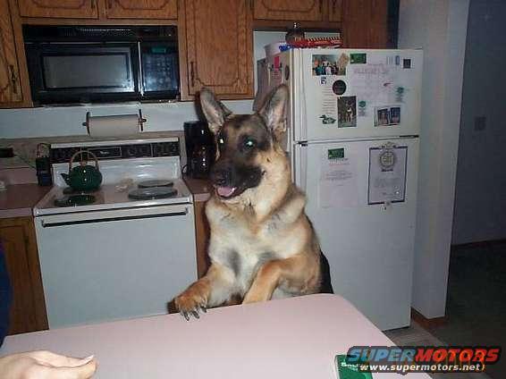 German Shepherd dog sitting at a kitchen counter