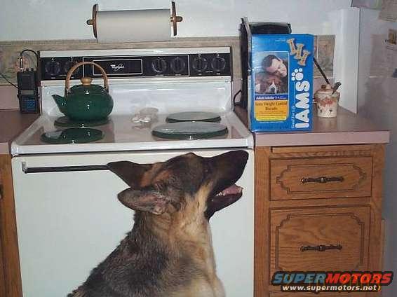 German Shepherd dog looking up in a kitchen, with a stove and dog food box visible