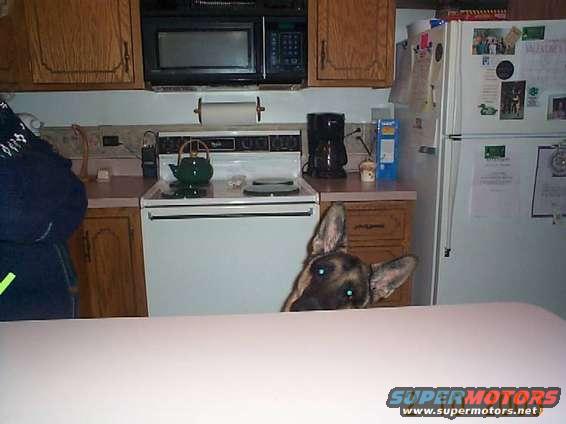 German Shepherd dog peeking over a white counter in a kitchen with appliances visible