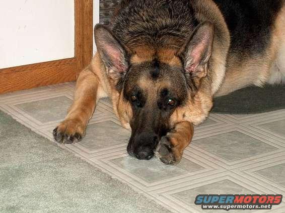 German Shepherd dog lying down on a patterned floor