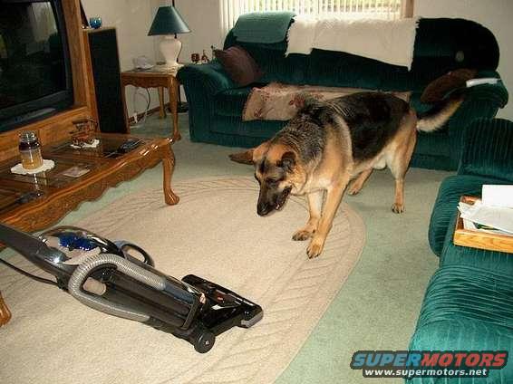 German Shepherd dog stands on a rug near a vacuum cleaner in a living room