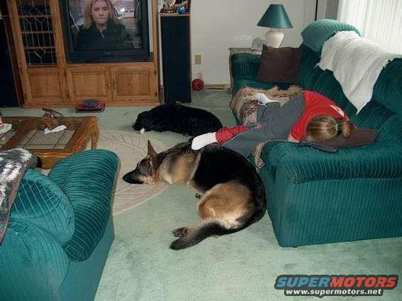 Dogs and a person resting on a teal couch