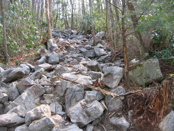 Rocky forest path with trees and fallen branches