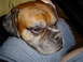 1989 Ford Bronco - A boxer dog rests its head on a person's lap, with its face filling most of the frame.