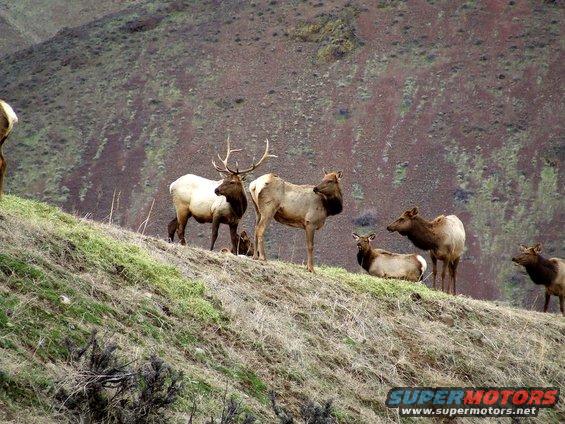 Several elk, including a bull with large antlers, stand and lie on a grassy slope with a rocky hillside in the background