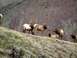 1976 Ford F-150 - A herd of elk grazes on a hillside, with a bull elk prominently featured among the group.
