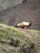 1976 Ford F-150 - A bull elk and two cows graze on a grassy hillside with a mountainous backdrop.