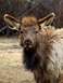 1976 Ford F-150 - An elk calf looks directly at the camera, its large ears prominent against a blurred background.