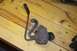 1973 Ford Ranchero - This appears to be a carburetor part, not a 1973 Ford Ranchero.