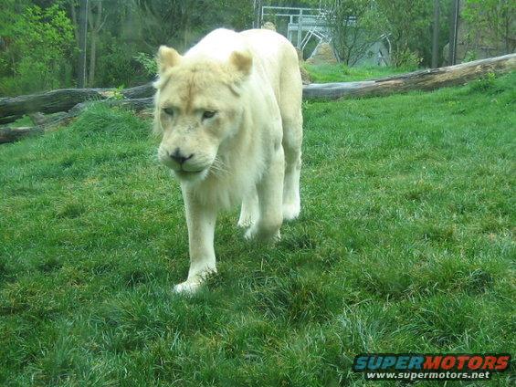White lion walking on grass in an enclosure