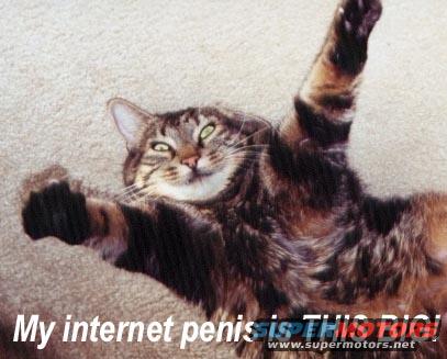 catinternet.jpg
