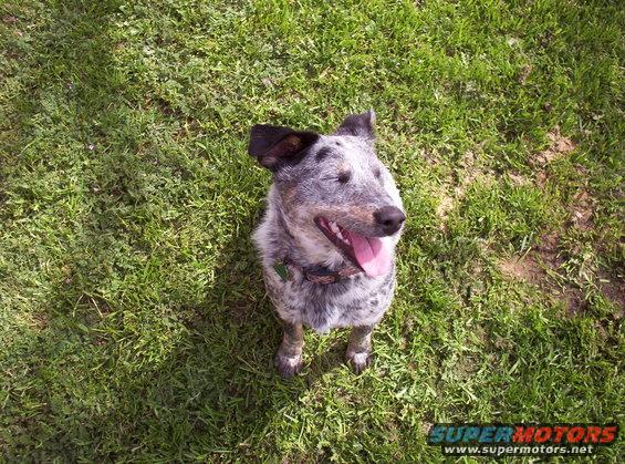 Blue heeler dog sitting on grass, panting with tongue out