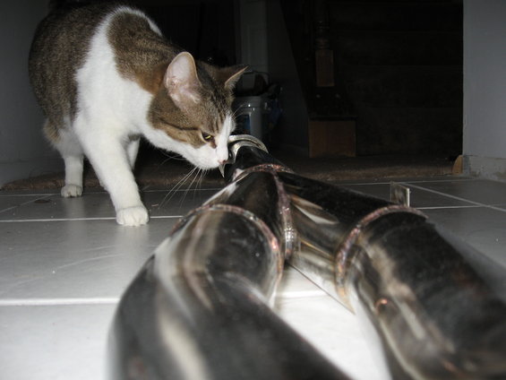 not-a-toy-kitty.jpg 