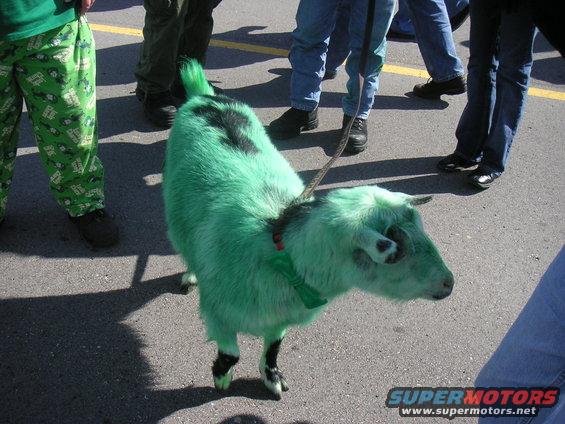 green goat with black markings on its back and legs is on a leash, surrounded by people's legs