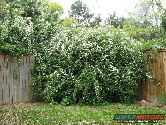 bush1.jpg 