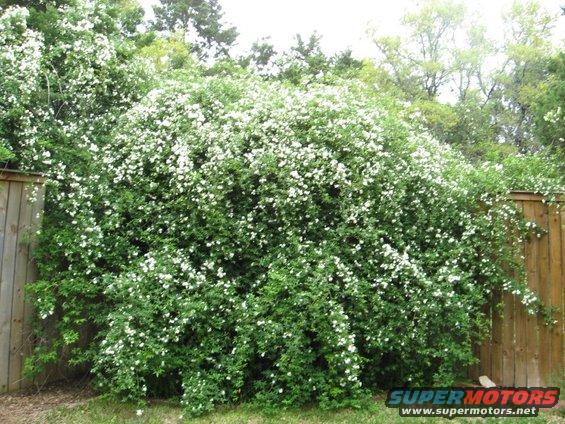 bush3.jpg 