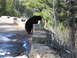 2006 Ford E350 - A black bear is seen near a stone wall in a wooded area, with patches of snow on the ground.