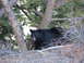 2006 Ford E350 - A black bear walks through a natural environment with trees and dry vegetation.