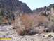 1986 Ford Bronco - Dry brush and rocks line a stream bed in a desert canyon under a clear sky.