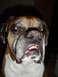 1989 Ford Bronco - Close-up of a Boxer dog's face, showing its distinctive muzzle and eyes.