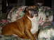 1989 Ford Bronco - Boxer dog sits on a floral armchair in a home setting.