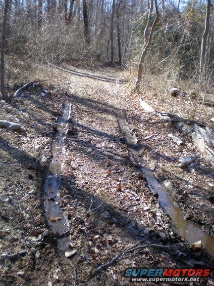 Muddy forest trail with deep tire tracks and fallen leaves