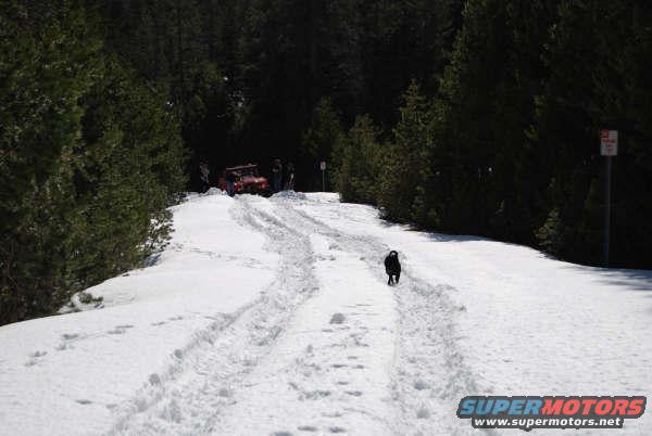 Red off-road vehicle on snowy track with trees and a dog