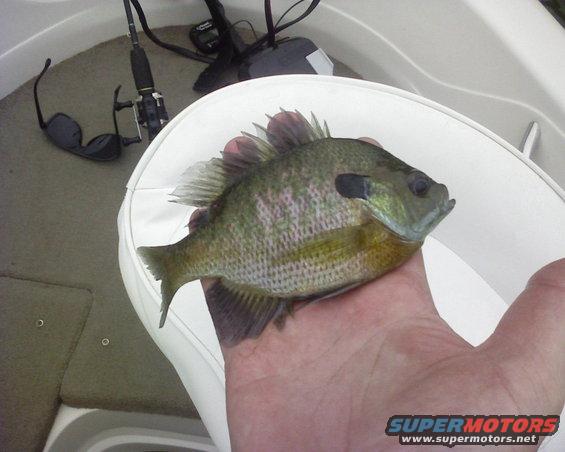 bluegill.jpg 