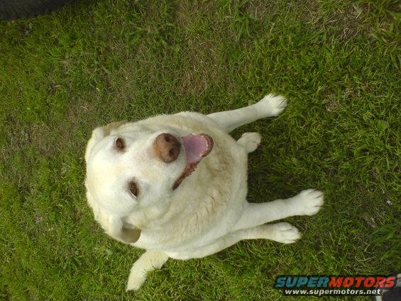 dsc00253.jpg Kennedy, full blooded white lab