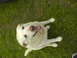 1995 Ford Bronco - Kennedy, full blooded white lab