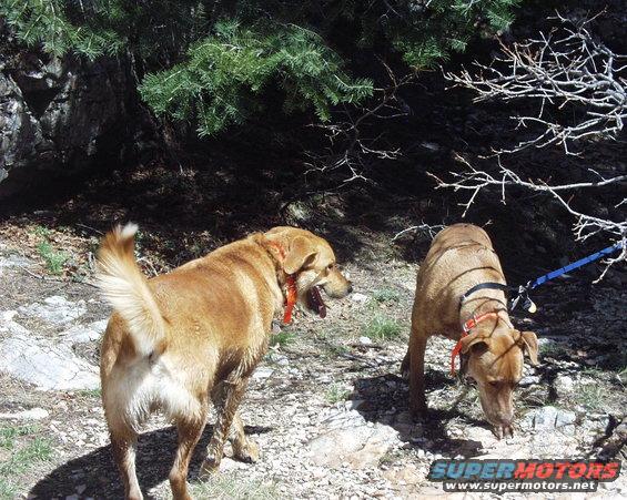 Two dogs, one golden and one brown, are on a rocky trail with trees in the background. The golden dog is looking to the left, and the brown dog is sniffing the ground