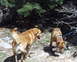 1997 Ford F-250 - Two dogs explore a rocky, wooded area on a sunny day.