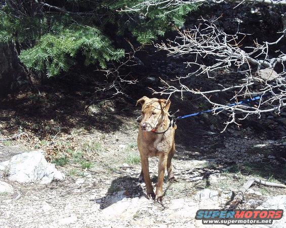 Brown dog on a leash stands on a rocky path under trees