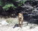 1997 Ford F-250 - A dog is on a leash in a wooded area with rocky ground.