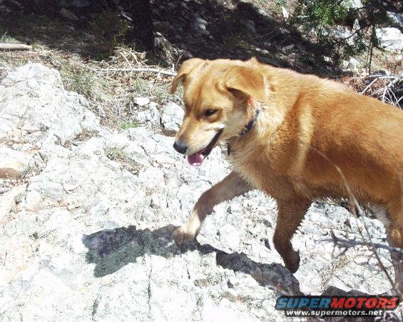 Brown dog walking on rocky terrain with dry brush
