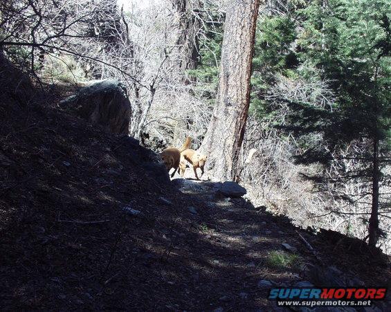 Two dogs walk on a rocky path in a forest with trees and shadows