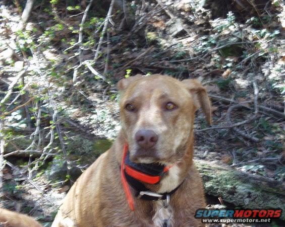 Brown dog with a red and black collar sits in a wooded area