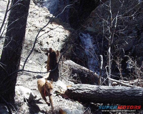 Dog running in a rocky, wooded area with a small waterfall
